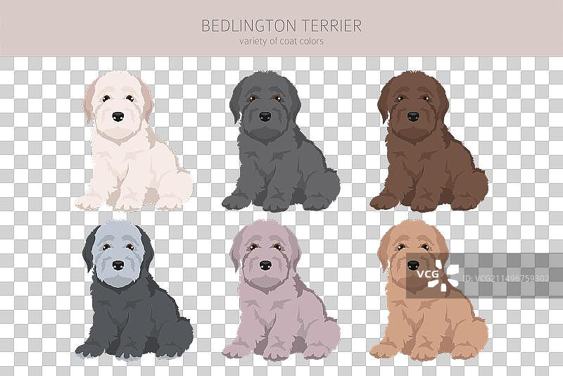 贝灵顿梗犬幼犬剪贴画图片素材