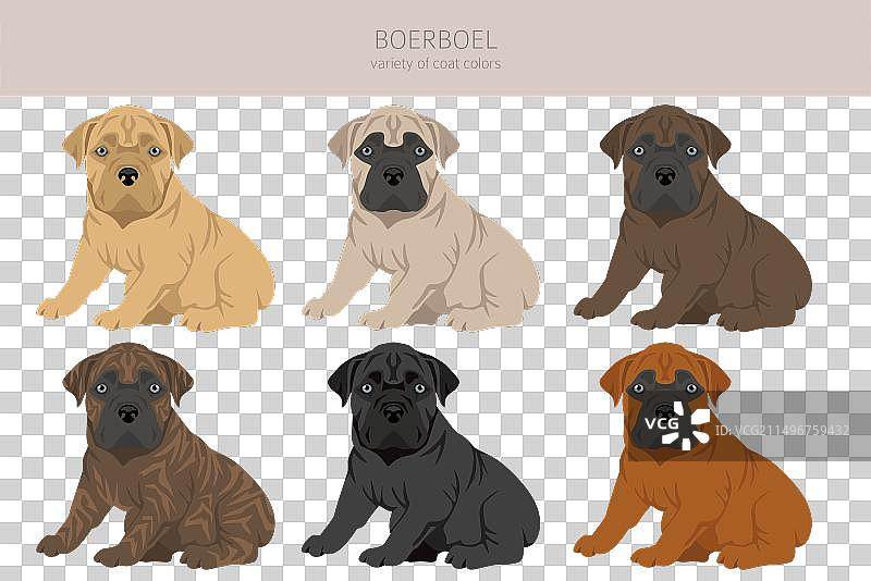 南非獒犬幼犬剪贴画，不同毛色图片素材