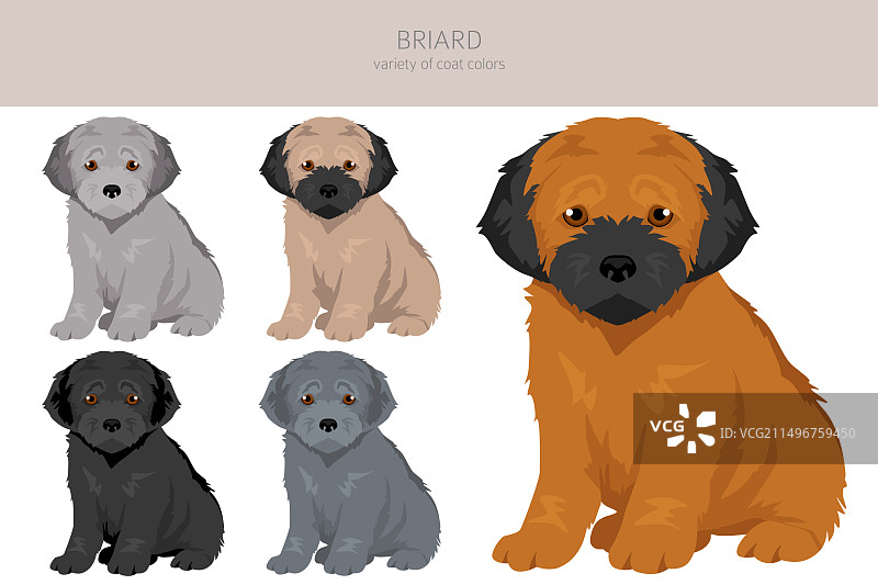 所有毛色的布里亚德犬幼犬剪贴画套装图片素材