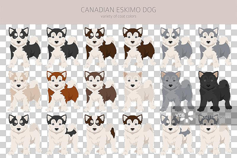 加拿大爱斯基摩犬幼犬剪贴画不同姿势图片素材