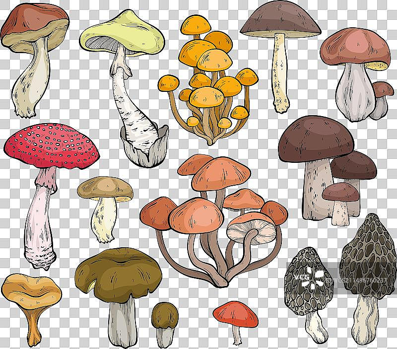 多种蘑菇拼盘图片素材