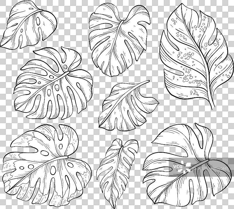 蓬莱蕉叶子轮廓合集图片素材