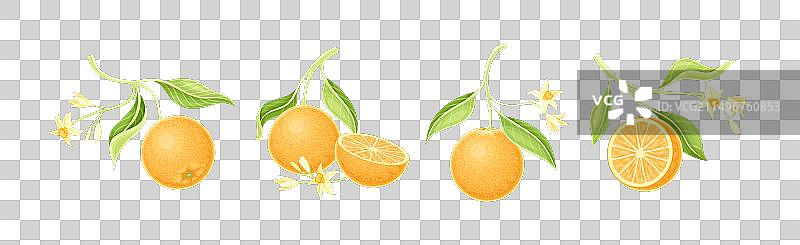 橙色悬挂在带叶子和花朵的主干上图片素材