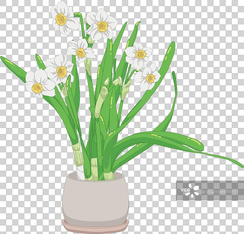 水仙花图片素材