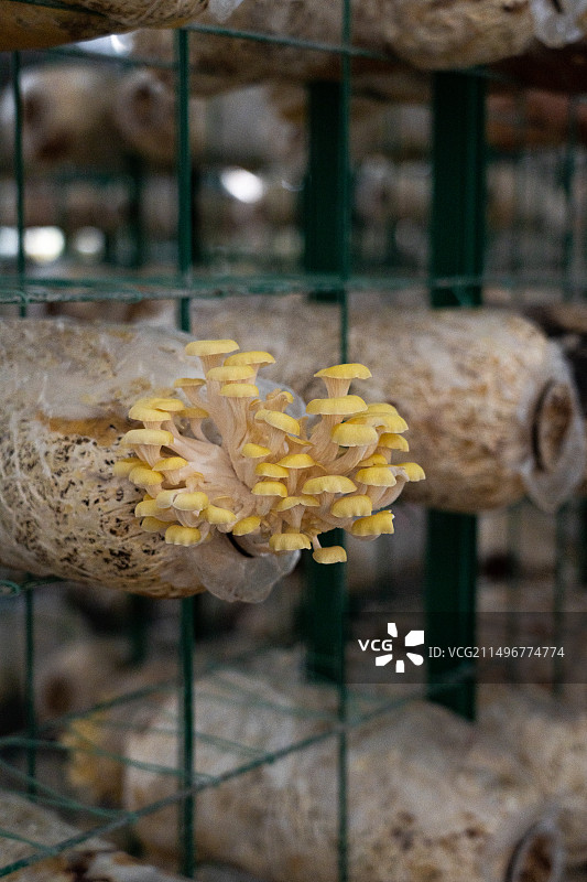 大棚里种植的榆黄菇图片素材