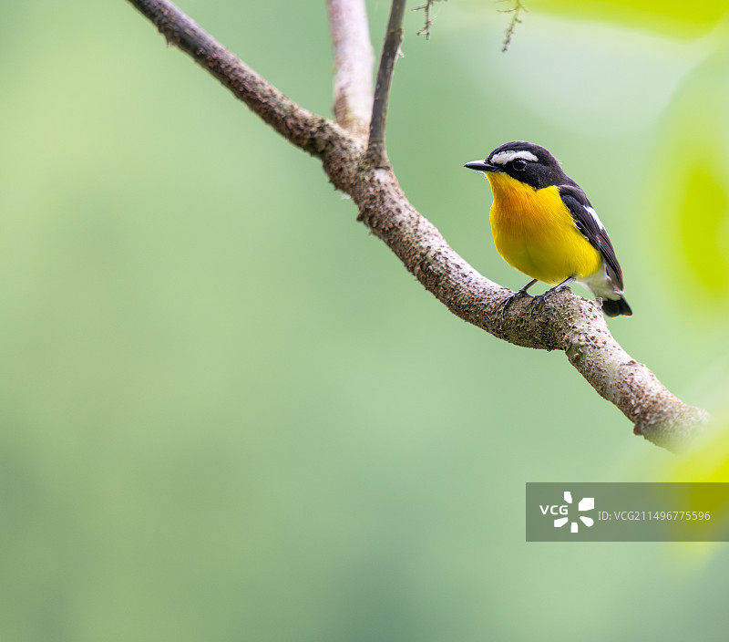 初夏枝头的小鸟图片素材