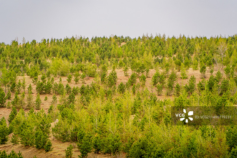 天空衬托下沙漠防风沙树木的全景照片图片素材