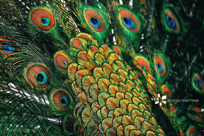 孔雀羽毛图片素材