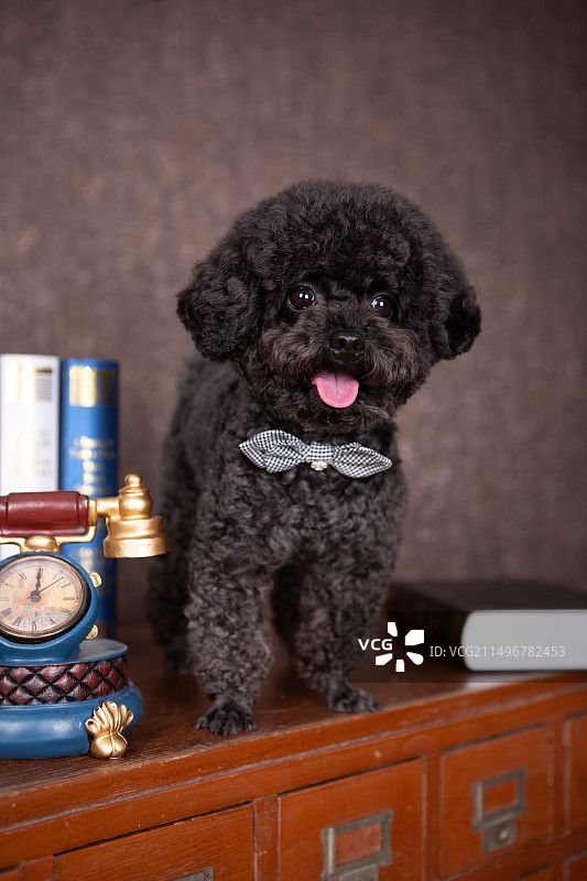 黑色泰迪室内场景写真图片素材