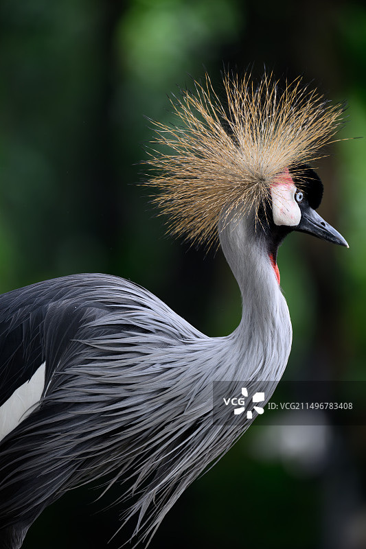 灰冕鹤 Grey Crowned Crane图片素材