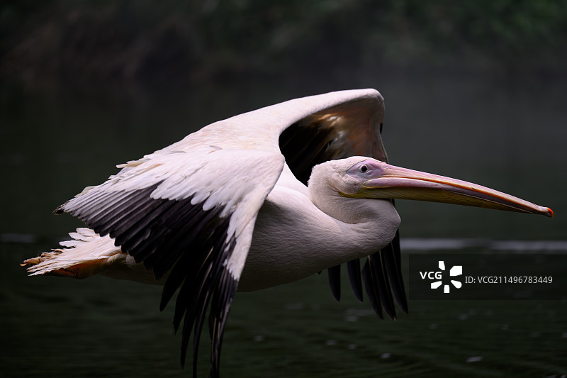 白鹈鹕 Great  White Pelican图片素材