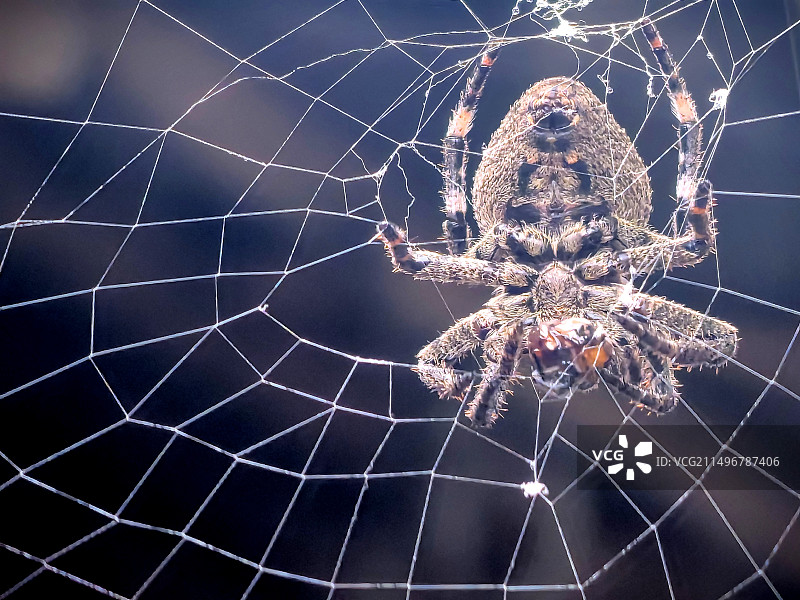 织网者图片素材