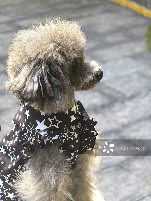 可爱的宠物狗图片素材