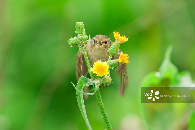 黄眉柳莺图片素材