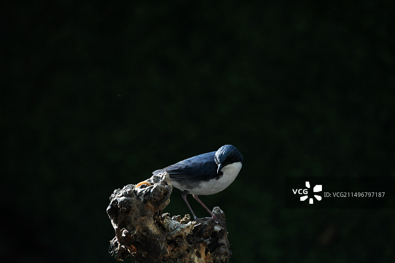 发现食物的蓝歌鸲图片素材