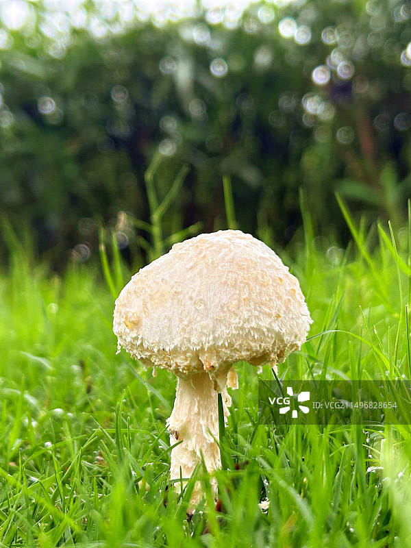 白色的蘑菇图片素材