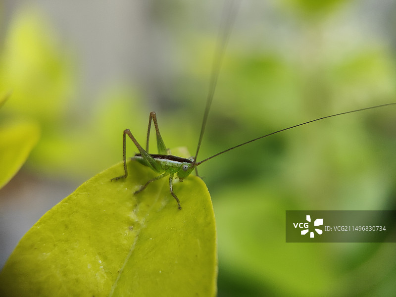 蝈蝈图片素材