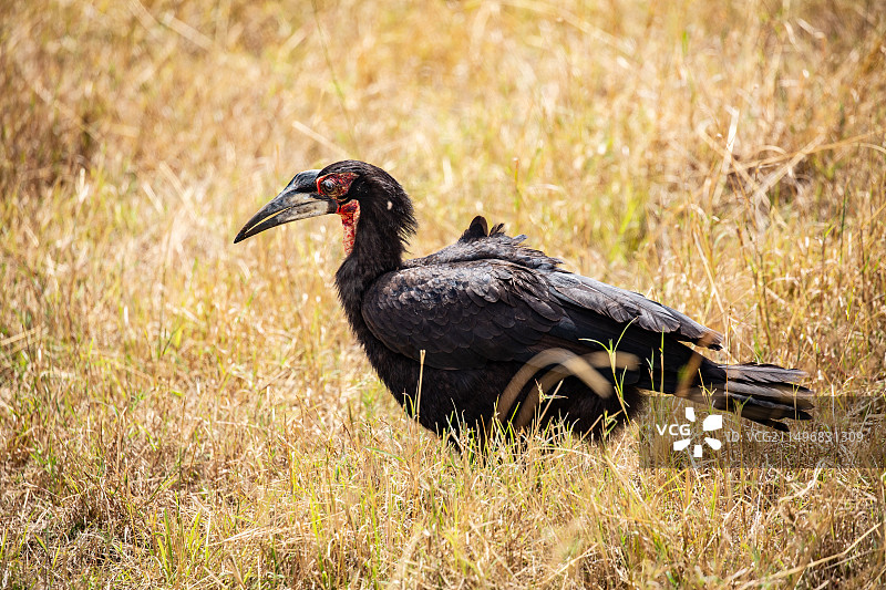 非洲马赛马拉大草原上的地面犀鸟图片素材