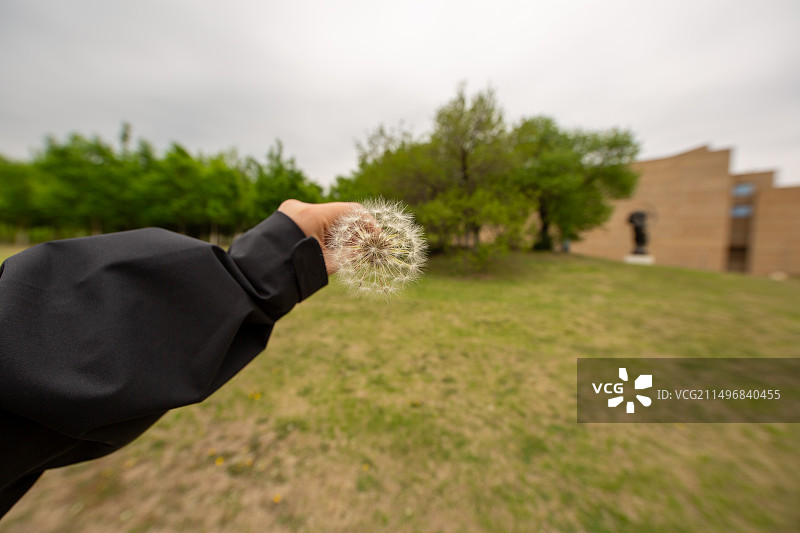 蒲公英图片素材