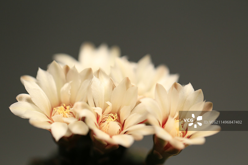 灰色背景中盛开的白色仙人球花朵图片素材