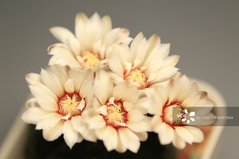 灰色背景中盛开的白色仙人球花朵图片素材