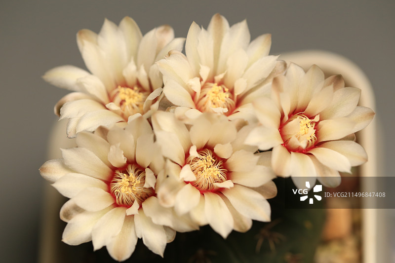 灰色背景中盛开的白色仙人球花朵图片素材