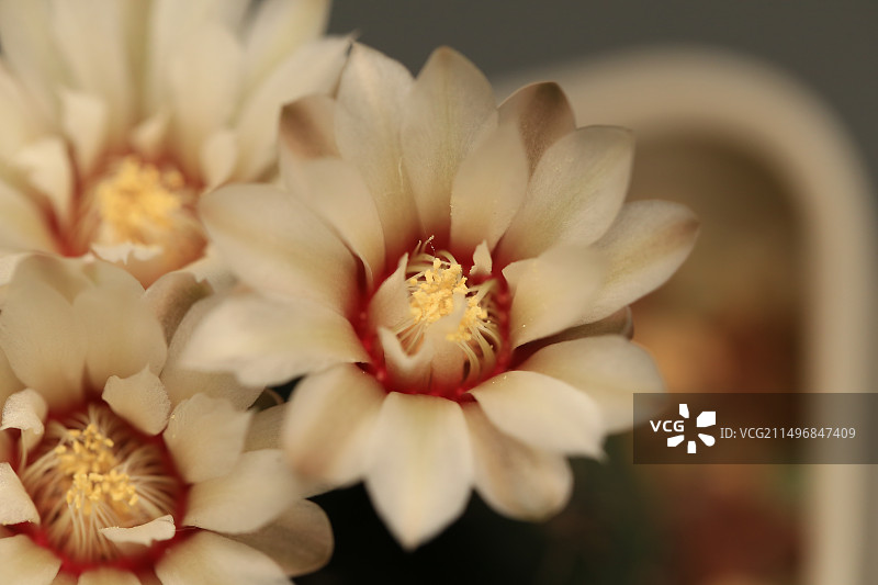 灰色背景中盛开的白色仙人球花朵图片素材