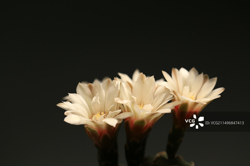 灰色背景中盛开的白色仙人球花朵图片素材