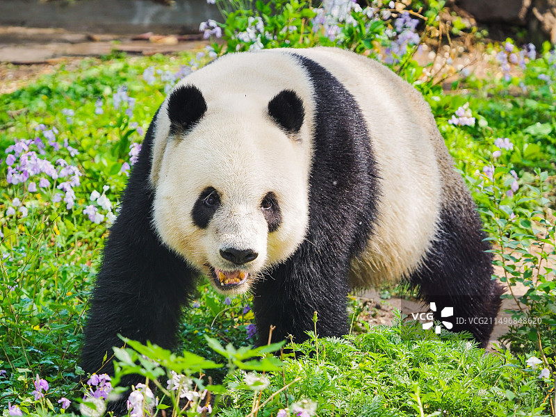 北京动物园游走在二月兰花间的大熊猫萌二图片素材