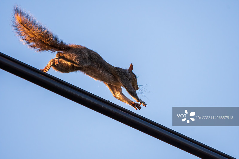 跳跃的松鼠 A Running Squirrel图片素材