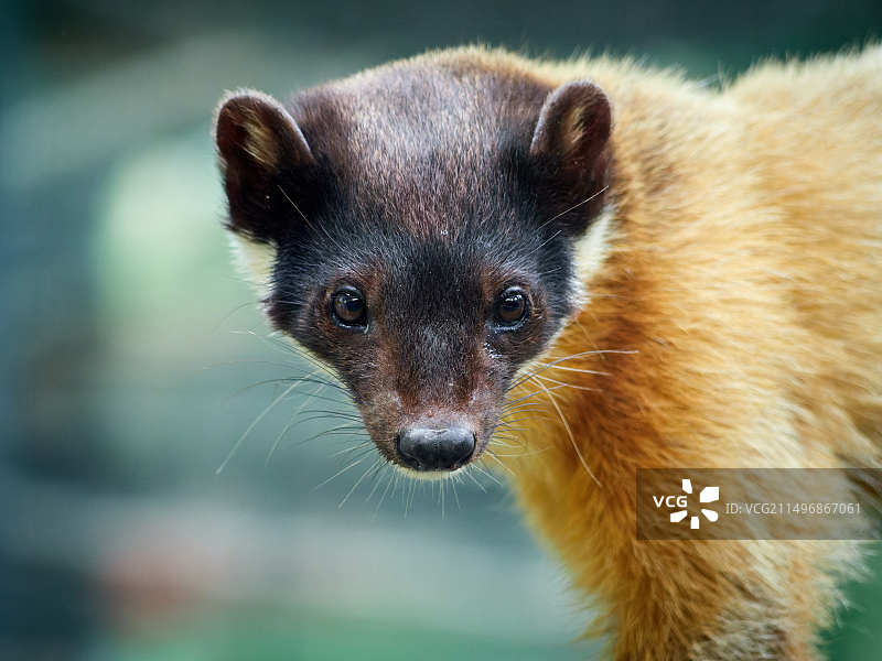 北京动物园可爱的黄喉貂图片素材