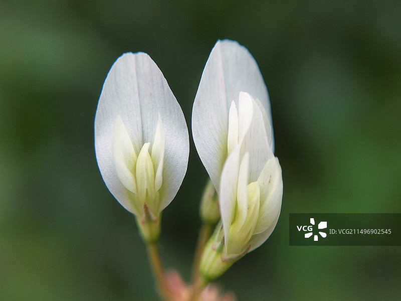 白色开花植物特写图片素材