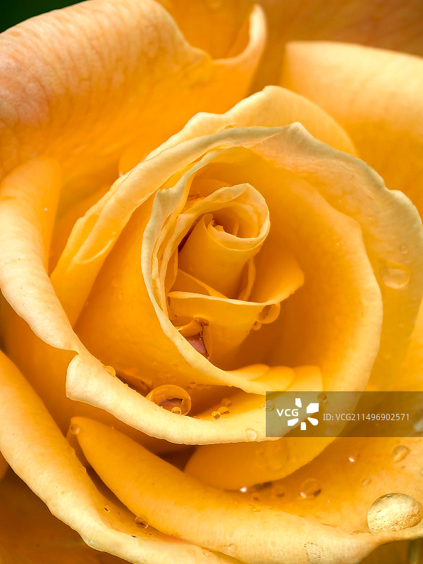 黄色玫瑰花的特写镜头图片素材