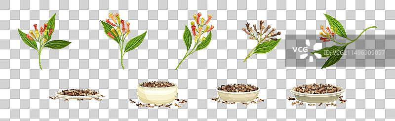 丁香枝与干种子调料组合图片素材