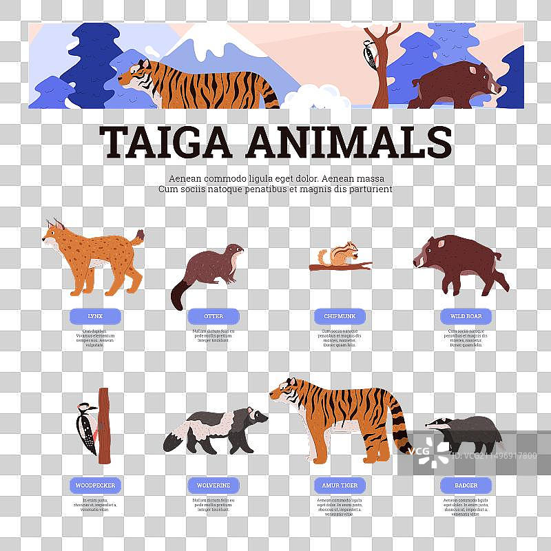 泰加林野生动物科普海报图片素材