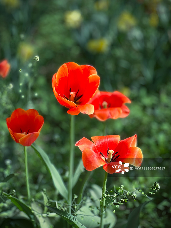 最美人间四月天图片素材