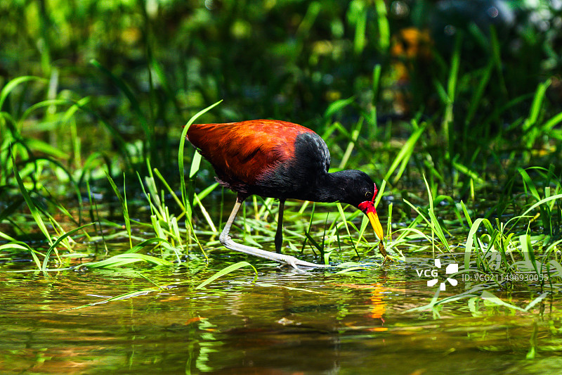 美洲水雉图片素材