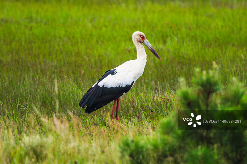 黑尾鹳图片素材