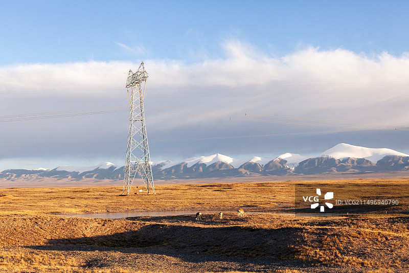 与塔作伴（国家基建 国网电力 藏原羚 电力铁塔 强大的祖国 厉害了我的国）图片素材