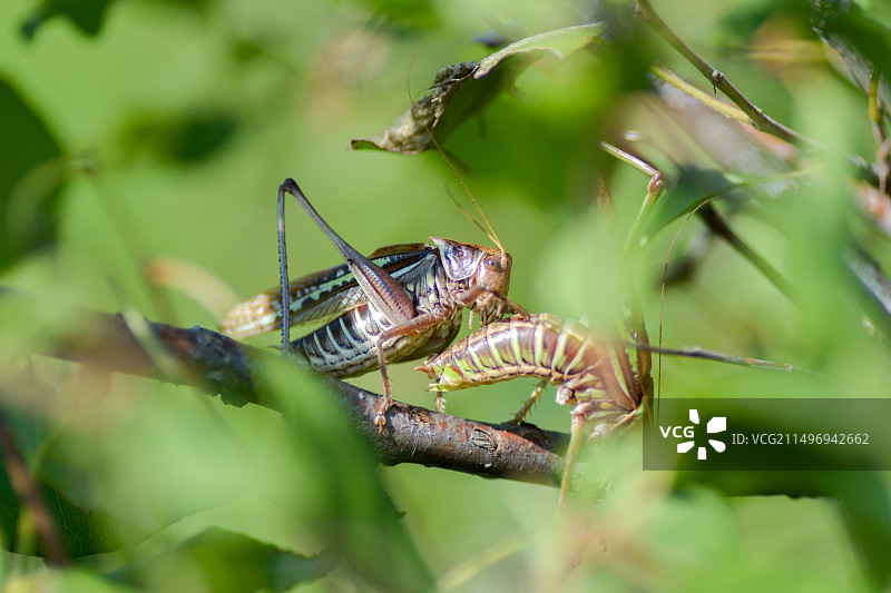 蝈蝈的故事图片素材