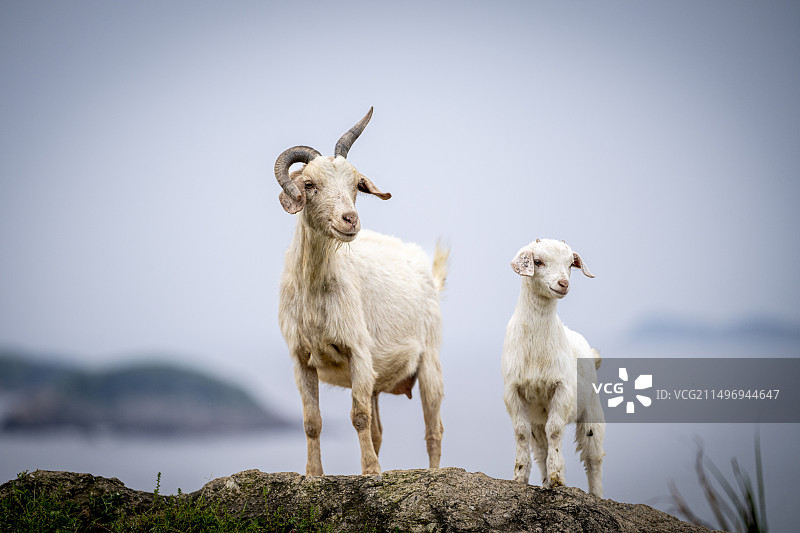 自由自在的山羊图片素材
