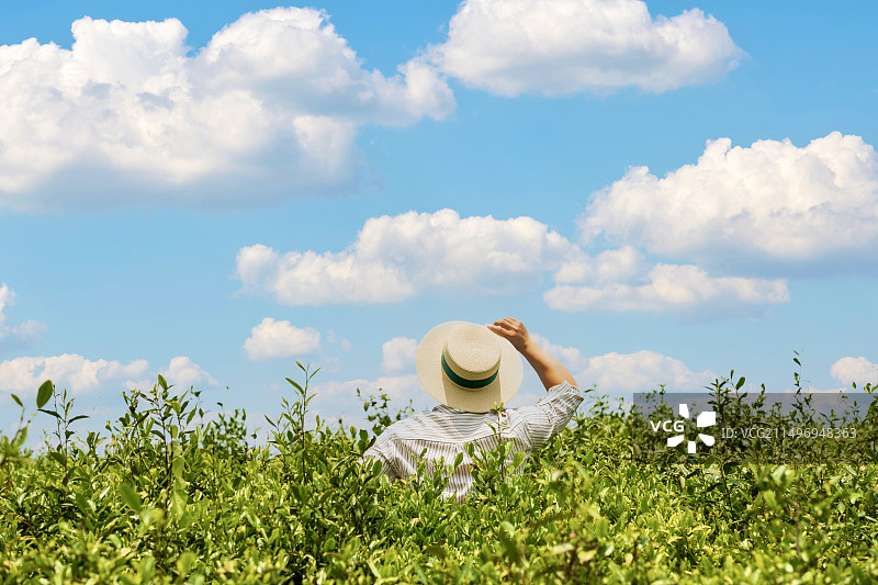 背对着天空站在茶园中的男主的后视图图片素材