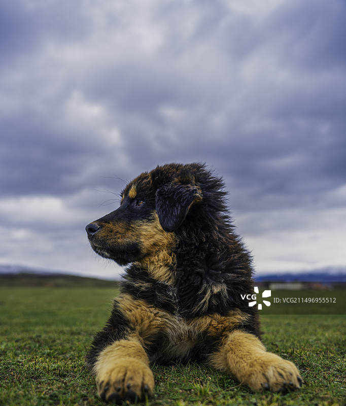 各莫寺外的野孩子们图片素材
