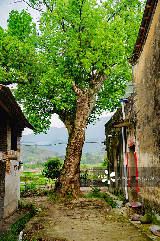 广西桂林灌阳县杉木谢家村的乡村景观图片素材