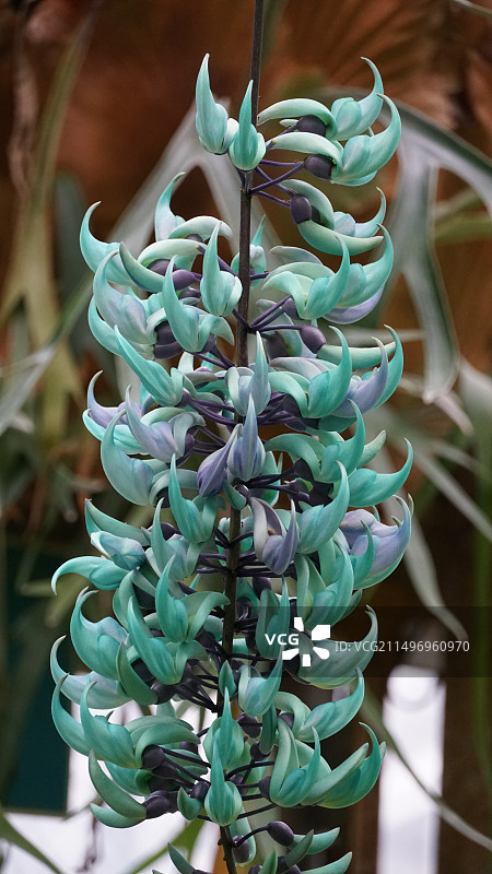 翡翠葛图片素材