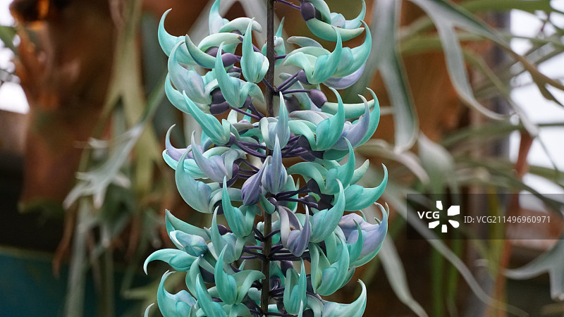 翡翠葛图片素材