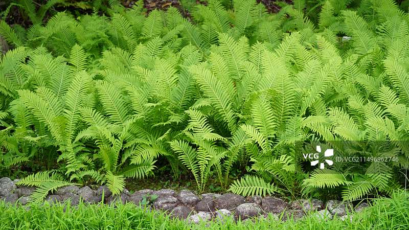 荚果蕨图片素材