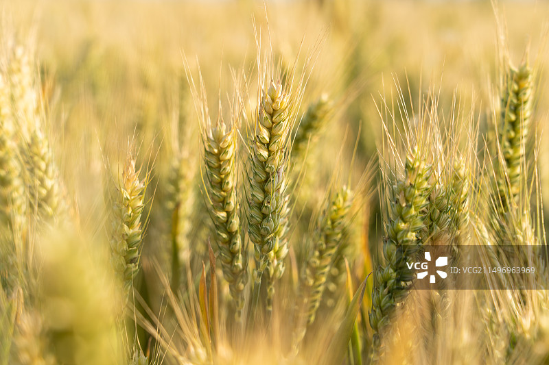 丰收的小麦麦穗小满芒种时节图片素材