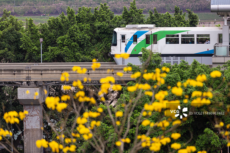 黄色风铃木花中穿行的重庆轻轨图片素材