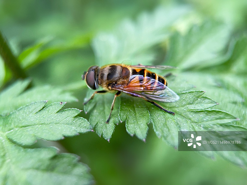 绿叶上的小蜜蜂图片素材